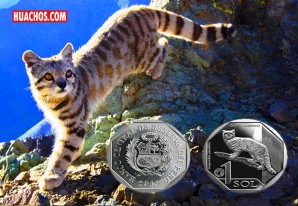 BCR pone en circulación moneda de S/ 1 alusiva al gato andino BCR pone en circulación moneda de S/ 1 alusiva al gato andino
