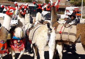 Feria de Chanín realiza carrera de llamas cargueras por las calles de Huancavelica Feria de Chanín realiza carrera de llamas cargueras por las calles de Huancavelica