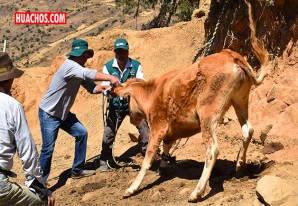 Senasa desparasita a más de 700 animales en la provincia de Churcampa Senasa desparasita a más de 700 animales en la provincia de Churcampa
