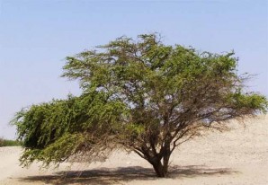 El Huarango, arbol de la tinta y de la miel El Huarango, arbol de la tinta y de la miel