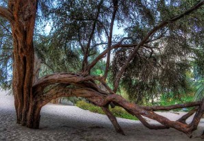 Festival del Huarango o Algarrobo 2016, en la ciudad de Ica Festival del Huarango o Algarrobo 2016, en la ciudad de Ica
