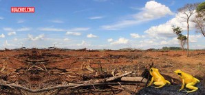 Hasta un millón de especies podrían verse amenazadas de extinción | VIDEO Hasta un millón de especies podrían verse amenazadas de extinción | VIDEO