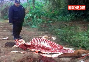 Amigos de lo ajeno roban caballos, los descuartizan y venden la carne al mejor postor Amigos de lo ajeno roban caballos, los descuartizan y venden la carne al mejor postor