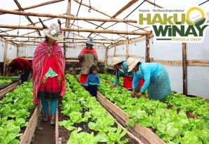 Programa “Haku Wiñay” de Foncodes atiende a más de 121 mil hogares en todo el país Programa “Haku Wiñay” de Foncodes atiende a más de 121 mil hogares en todo el país