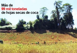 Cultivos de coca en Perú continúan disminuyendo en 2015 pero... Cultivos de coca en Perú continúan disminuyendo en 2015 pero...