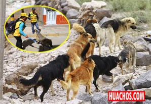 Municipalidad de Huancavelica hará en junio operativo antiperros Municipalidad de Huancavelica hará en junio operativo antiperros