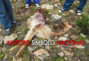A pesar de las patrullas, la caza furtiva de vicuñas aumenta en Huancavelica A pesar de las patrullas, la caza furtiva de vicuñas aumenta en Huancavelica