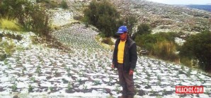 Aplicar abono foliar para recuperar cultivo perjudicado por granizada Aplicar abono foliar para recuperar cultivo perjudicado por granizada