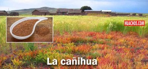 La cañihua podría ser una alternativa para disminuir la anemia y la desnutrición La cañihua podría ser una alternativa para disminuir la anemia y la desnutrición