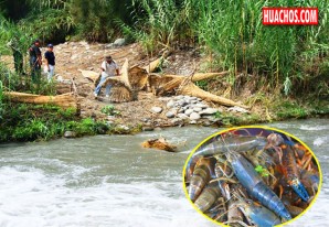 A comer camarón de río se ha dicho, PRODUCE levanta la veda en vigor A comer camarón de río se ha dicho, PRODUCE levanta la veda en vigor