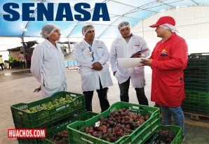 En Ica, supervisan a procesadores primarios para asegurar productos sanos y frescos En Ica, supervisan a procesadores primarios para asegurar productos sanos y frescos