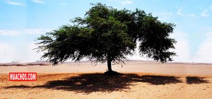 El huarango, maravilloso tesoro de la flora peruana, desde tiempos inmemoriales El huarango, maravilloso tesoro de la flora peruana, desde tiempos inmemoriales