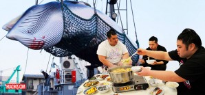 Los bulímicos japoneses salen a cazar todas las ballenas que se le presente en el camino Los bulímicos japoneses salen a cazar todas las ballenas que se le presente en el camino