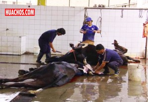 Camales municipales en malas condiciones y sin protocolo para sacrificar animales Camales municipales en malas condiciones y sin protocolo para sacrificar animales