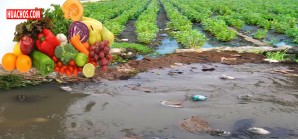 En Sunampe y Chincha Alta, legumbres, hortalizas y frutas se riegan con agua de desagüe En Sunampe y Chincha Alta, legumbres, hortalizas y frutas se riegan con agua de desagüe