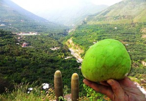 36 pequeños productores fruticultores de San Mateo de Otao (Huarochiri) hacen patria 36 pequeños productores fruticultores de San Mateo de Otao (Huarochiri) hacen patria