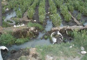 En Chincha, agricultores sin escrúpulos riegan sembríos con agua de desagüe En Chincha, agricultores sin escrúpulos riegan sembríos con agua de desagüe