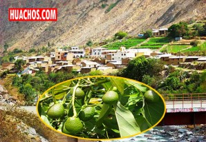 Certificarán calidad del palto en Huaytará y San Juan de Castrovirreyna Certificarán calidad del palto en Huaytará y San Juan de Castrovirreyna