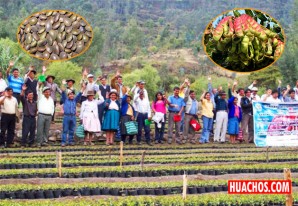 Huachos es un habitat natural para el cultivo de la Tara, pero no se hace nada al respecto Huachos es un habitat natural para el cultivo de la Tara, pero no se hace nada al respecto
