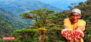 176 comunidades nativas conservan bosques con incentivos del Estado 176 comunidades nativas conservan bosques con incentivos del Estado