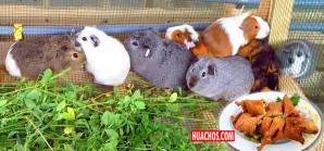 El cuy genera oportunidades de negocio rentable para familias rurales El cuy genera oportunidades de negocio rentable para familias rurales