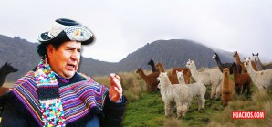 Maciste sueña en grande, quiere que Huancavelica sea la primera región orgánica del país Maciste sueña en grande, quiere que Huancavelica sea la primera región orgánica del país