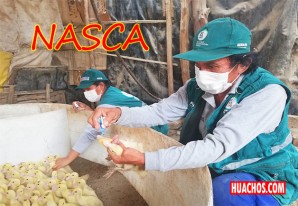 El futuro del Pollo a la Brasa se anuncia prometedor para la provincia de Nasca El futuro del Pollo a la Brasa se anuncia prometedor para la provincia de Nasca