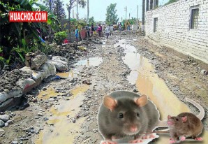 La leptospirosis, se esparce en Pueblo Nuevo y Chincha Alta La leptospirosis, se esparce en Pueblo Nuevo y Chincha Alta