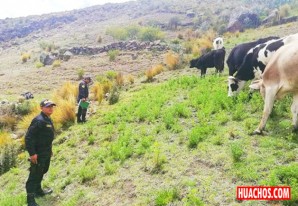 Todo el mundo contento, logran recuperar el "ganao" aparentemente robado Todo el mundo contento, logran recuperar el "ganao" aparentemente robado