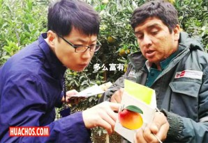 China saluda 15 años de exportación de mango peruano sin plagas China saluda 15 años de exportación de mango peruano sin plagas