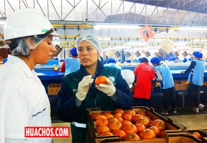 Ica: Senasa certifica más de 35 mil toneladas de cítricos para exportación Ica: Senasa certifica más de 35 mil toneladas de cítricos para exportación
