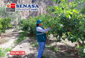 Certifican lugares de producción del lucrativo negocio de paltas en valles interandinos Certifican lugares de producción del lucrativo negocio de paltas en valles interandinos