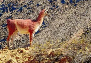 Guanacos están en peligro de extinción por invasión de sus territorios y cambio climático Guanacos están en peligro de extinción por invasión de sus territorios y cambio climático