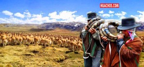 Este domingo 25 el extraordinario chaccu en el distrito de Huachocolpa | VIDEO Este domingo 25 el extraordinario chaccu en el distrito de Huachocolpa | VIDEO