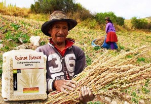Quinua orgánica andahuaylina para alimentar a los italianos, sin gluten por favor Quinua orgánica andahuaylina para alimentar a los italianos, sin gluten por favor