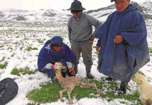 Más de 170 mil alpacas murieron por ola de frío - VIDEO Más de 170 mil alpacas murieron por ola de frío - VIDEO
