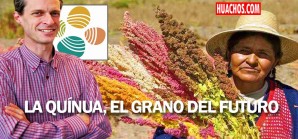 Nuevo estudio genético podría convertir la quínua en el grano del futuro Nuevo estudio genético podría convertir la quínua en el grano del futuro