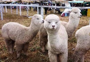 Símbolo por excelencia de la fauna huancavelicana: La alpaca Símbolo por excelencia de la fauna huancavelicana: La alpaca