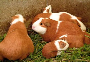 La revancha del cuy - VIDEO La revancha del cuy - VIDEO