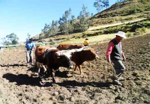 Más de tres millones de personas se dedican a la agricultura familiar Más de tres millones de personas se dedican a la agricultura familiar