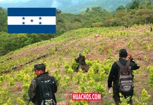 Los «catrachos», nuevos competidores de Perú, Bolivia y Colombia en el cultivo de coca Los «catrachos», nuevos competidores de Perú, Bolivia y Colombia en el cultivo de coca