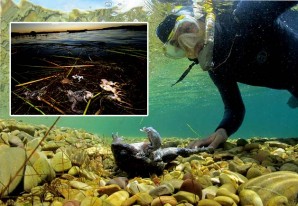 Un auténtico tesoro de la fauna andina en peligro de extinción en el lago Titicaca | VIDEO Un auténtico tesoro de la fauna andina en peligro de extinción en el lago Titicaca | VIDEO
