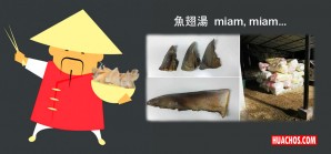 Incautan más US$ 9 millones de dólares en aletas de tiburón en Mocupe, Lambayeque Incautan más US$ 9 millones de dólares en aletas de tiburón en Mocupe, Lambayeque