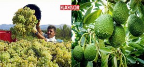 Buenas perspectivas en el 2018 para la exportación de uvas, paltas, espárragos Buenas perspectivas en el 2018 para la exportación de uvas, paltas, espárragos