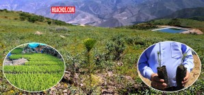 Conoce el proyecto que sembró 800 mil pinos en la sierra del departamento de Ica Conoce el proyecto que sembró 800 mil pinos en la sierra del departamento de Ica