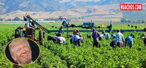Agricultores muestran los límites de las ridículas políticas contra la inmigración de Trump Agricultores muestran los límites de las ridículas políticas contra la inmigración de Trump