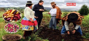 De ollucos, mashuas, ocas y papas nativas tesoros de la flora peruana De ollucos, mashuas, ocas y papas nativas tesoros de la flora peruana