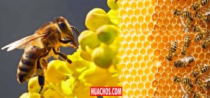 NACIONES UNIDAS: 20 de mayo conmemoró el primer Día Mundial de las Abejas NACIONES UNIDAS: 20 de mayo conmemoró el primer Día Mundial de las Abejas