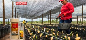 Agricultores colombianos presentan al mundo entero el «oro amazónico» | VIDEO Agricultores colombianos presentan al mundo entero el «oro amazónico» | VIDEO