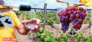 Conoce por qué la uva pisquera Quebranta es una cepa originaria del Perú Conoce por qué la uva pisquera Quebranta es una cepa originaria del Perú